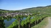 Wolf a.d. Mosel