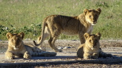 Löwenkinder an der Tränke