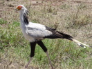 Sekretär Vogel im Ngorongoro NP