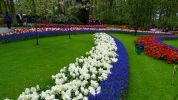 Keukenhof Keukenhof